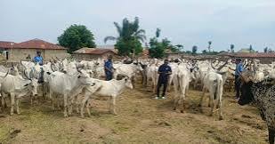 Recovered sheep, goats and cows following the arrest of 11 suspected cattle rustlers in Jigawa